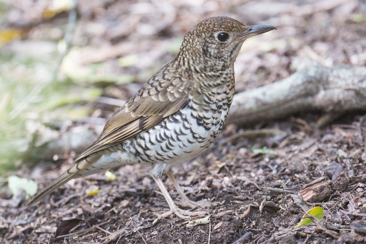 Bassian Thrush - ML643263286