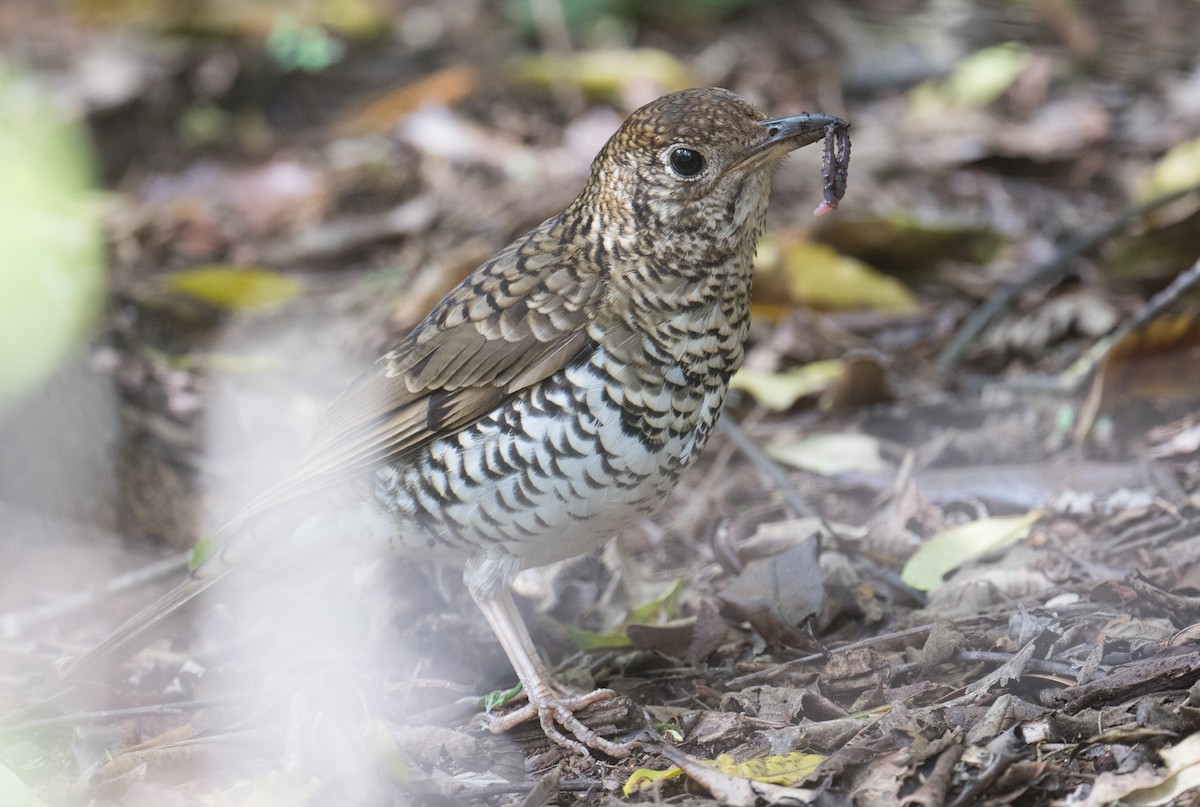 Bassian Thrush - ML643263295