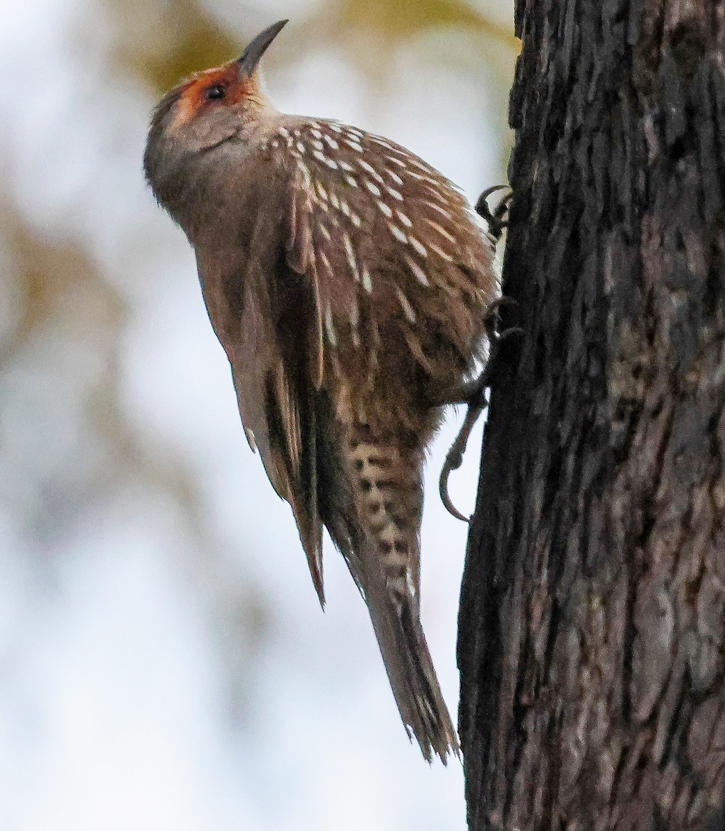 Red-browed Treecreeper - ML643263297
