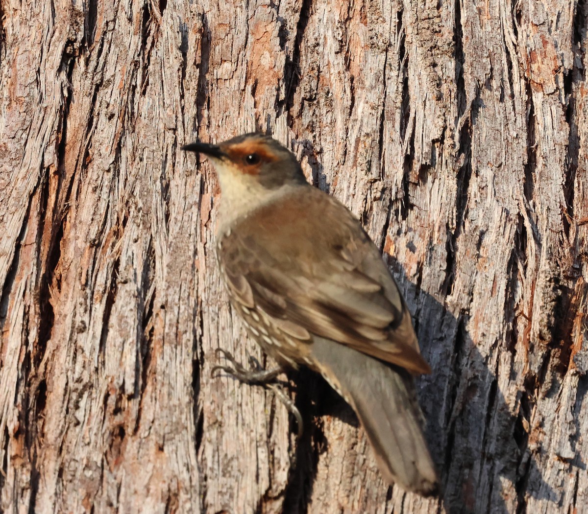 Red-browed Treecreeper - ML643263298