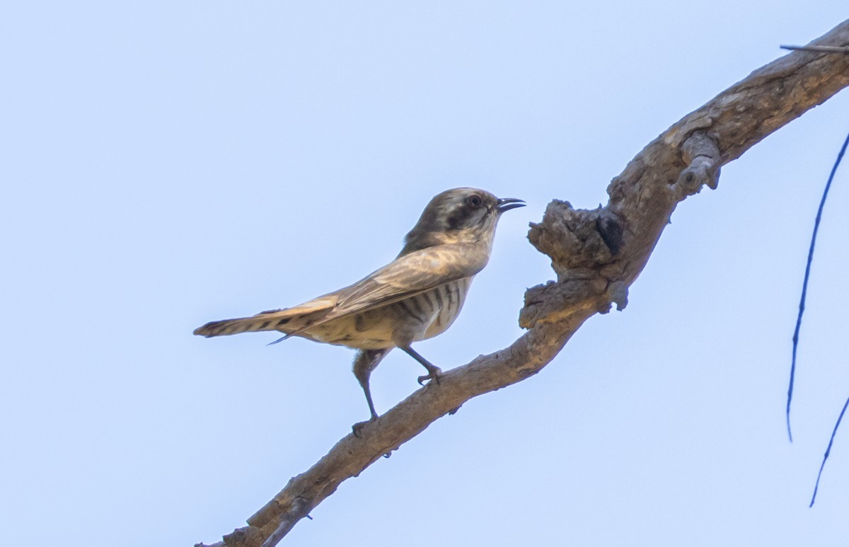 Horsfield's Bronze-Cuckoo - ML643263299
