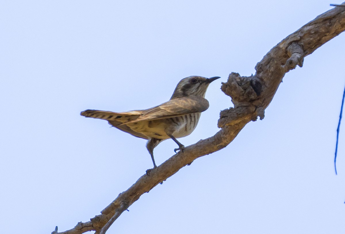 Horsfield's Bronze-Cuckoo - ML643263300