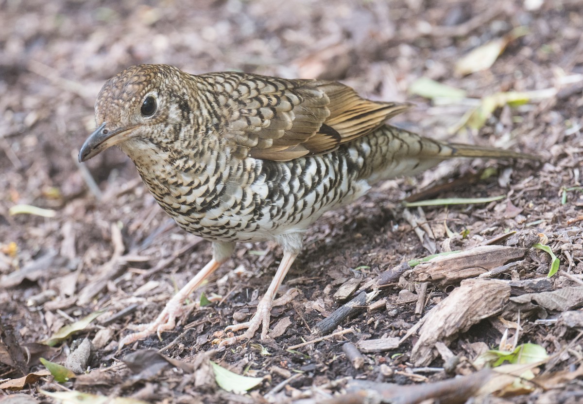 Bassian Thrush - ML643263304
