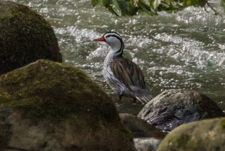 Torrent Duck - ML643263312