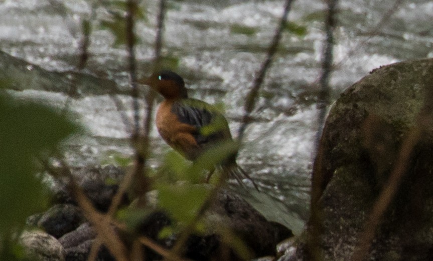 Torrent Duck - ML643263313