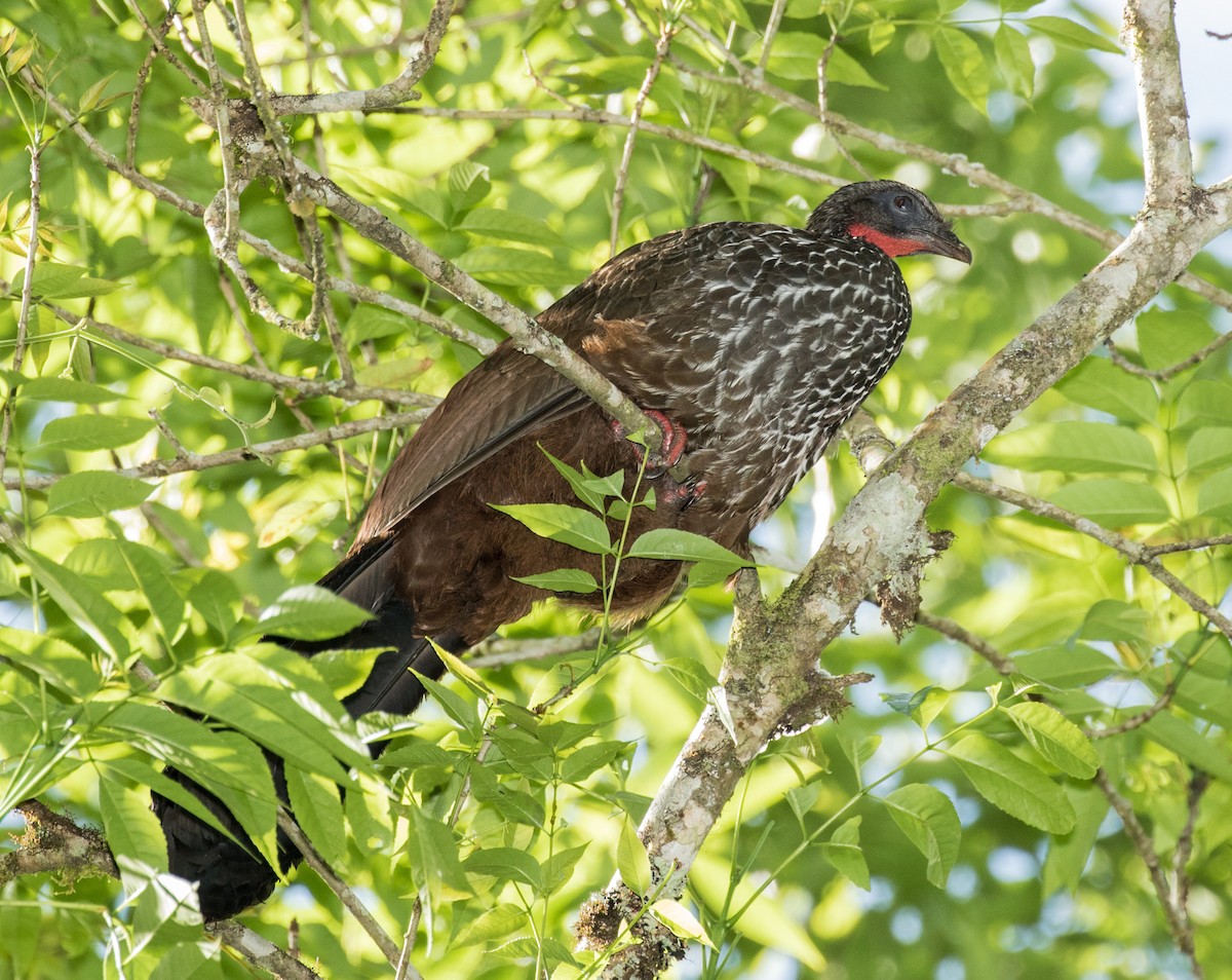 Cauca Guan - ML643263318