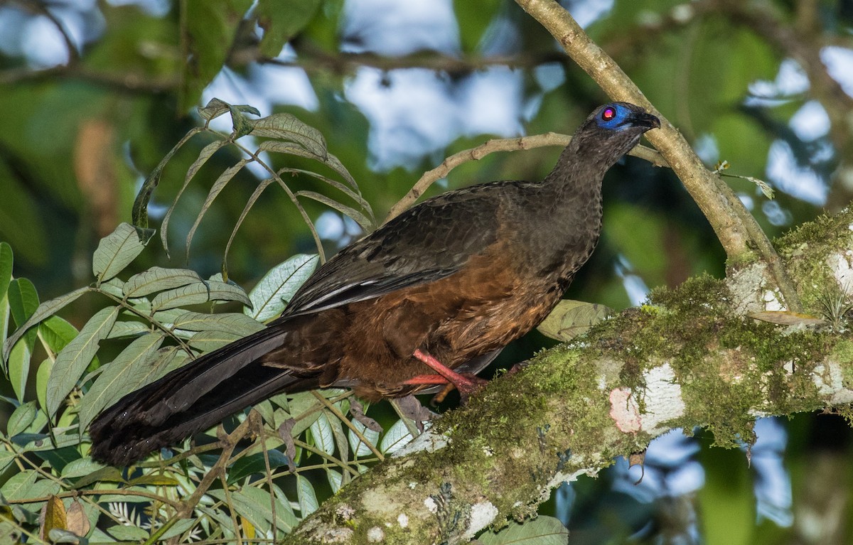 Sickle-winged Guan - ML643263330