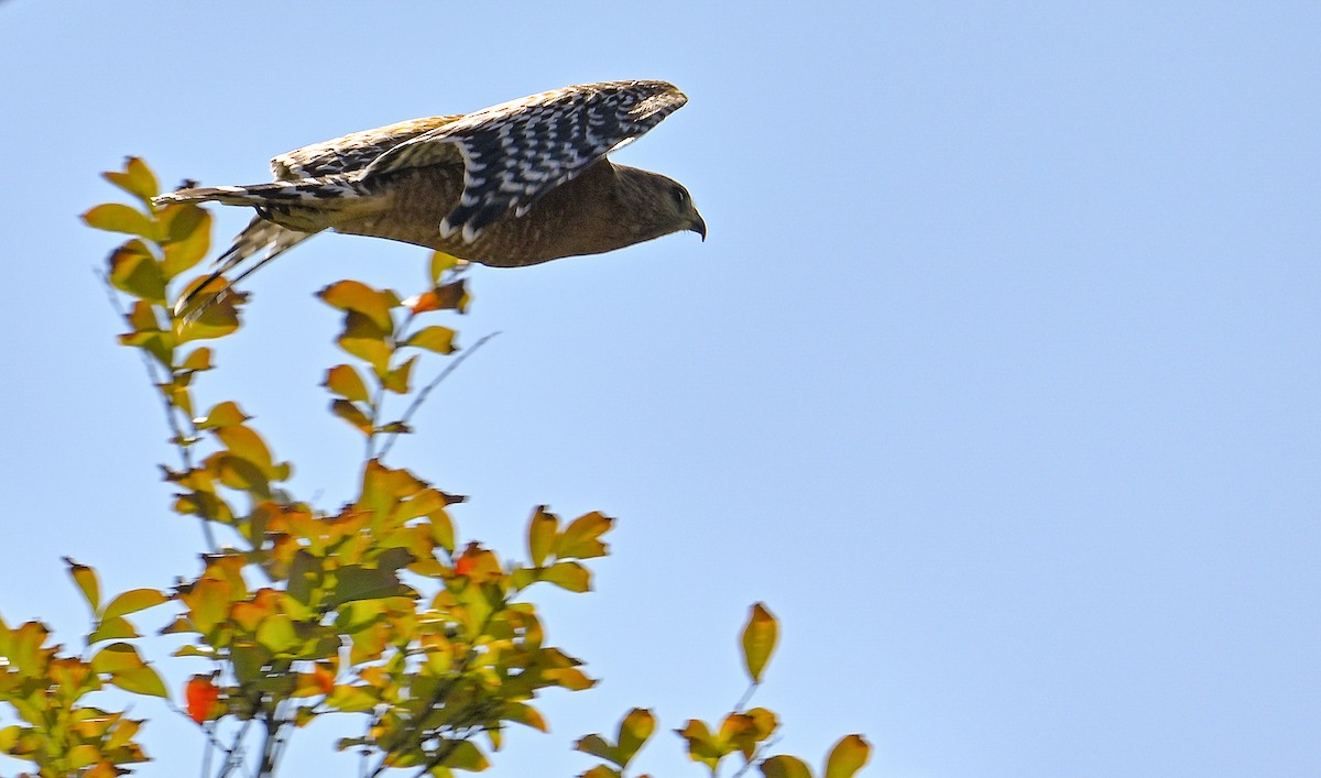 Red-shouldered Hawk - ML643263334
