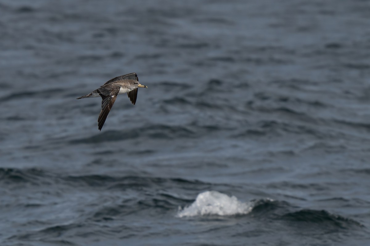 Cory's Shearwater - ML643263337