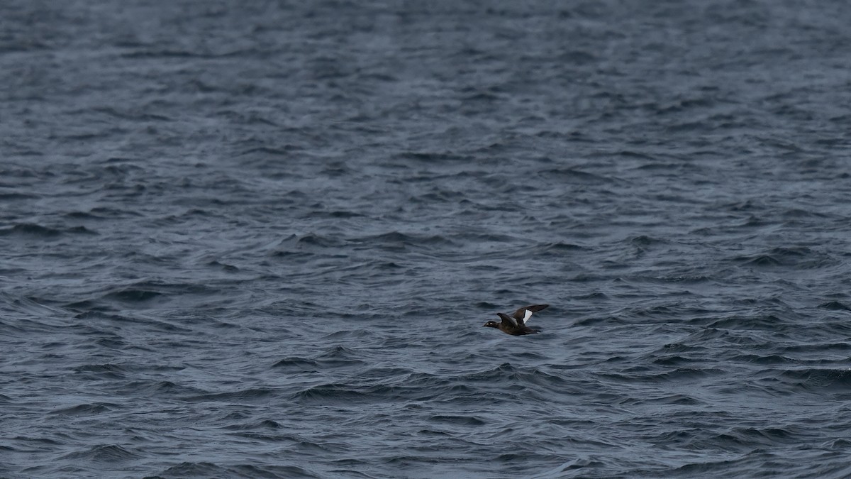 White-winged Scoter - ML643263340