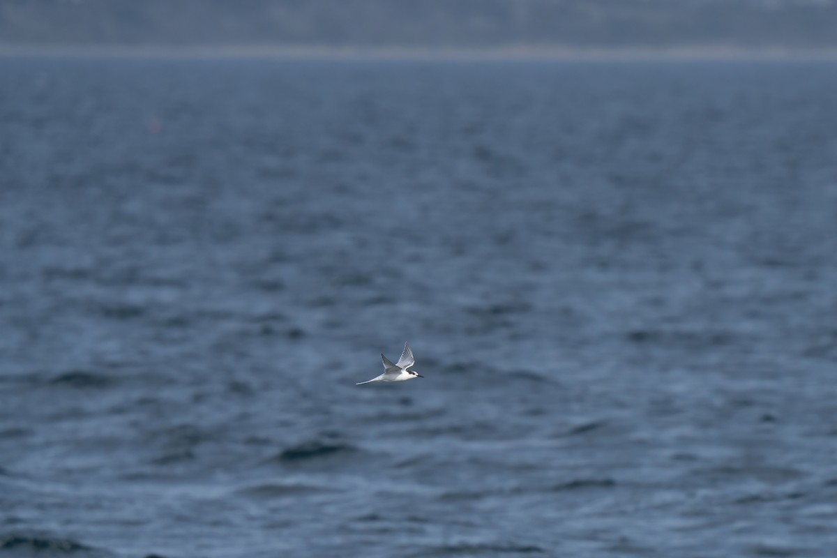 Roseate Tern - ML643263343