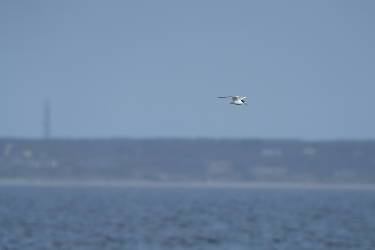 Roseate Tern - ML643263346