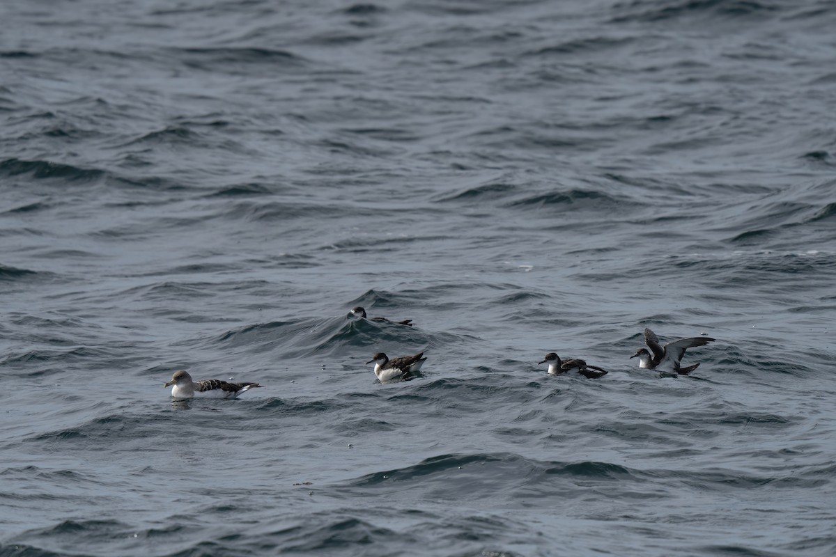 Cory's Shearwater - ML643263347