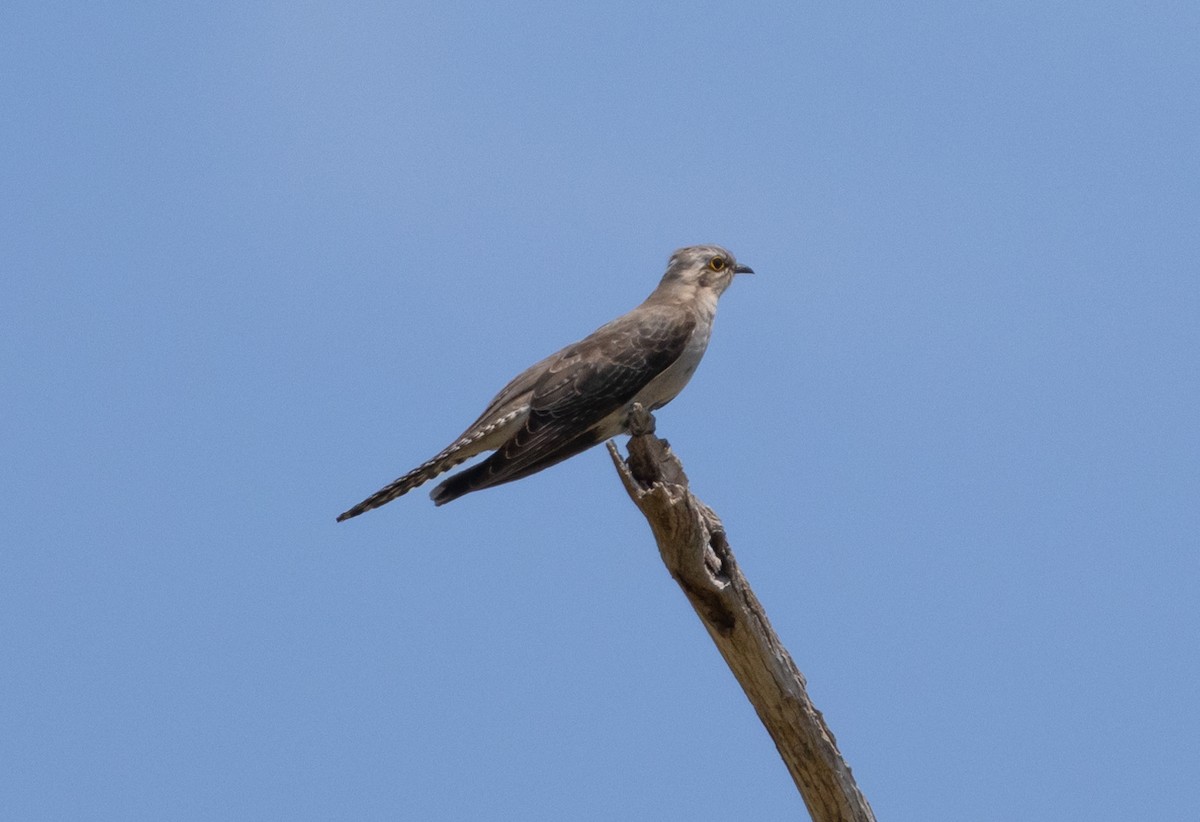 Pallid Cuckoo - ML643263354