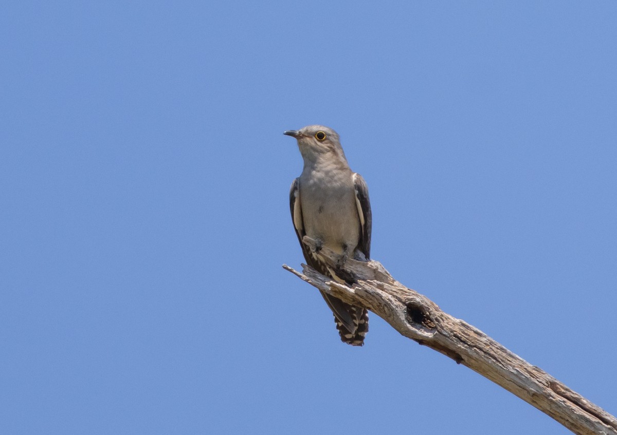 Pallid Cuckoo - ML643263355