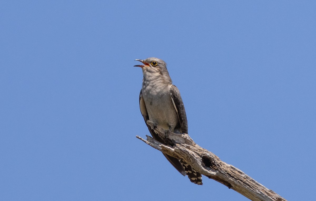 Pallid Cuckoo - ML643263356