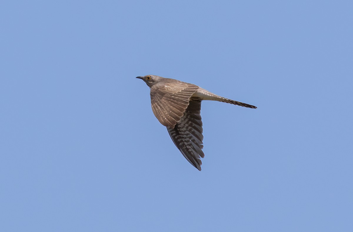 Pallid Cuckoo - ML643263357