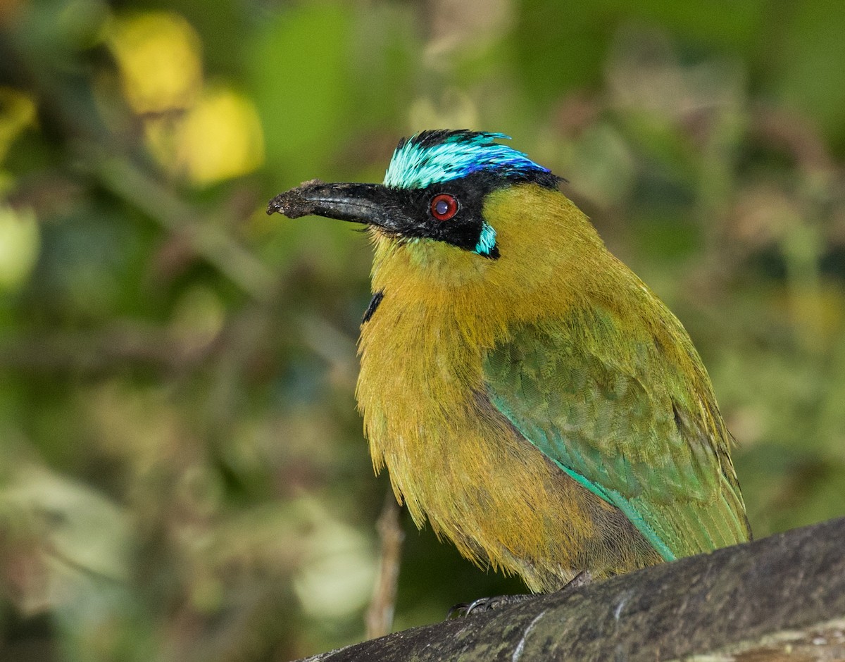 Andean Motmot - ML643263359