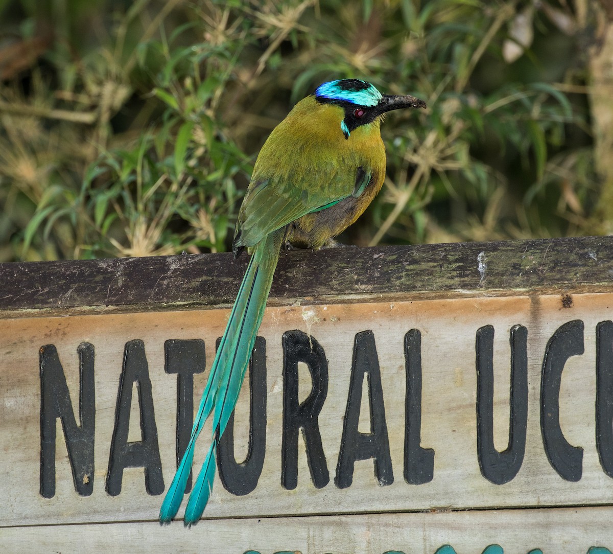 Andean Motmot - ML643263360
