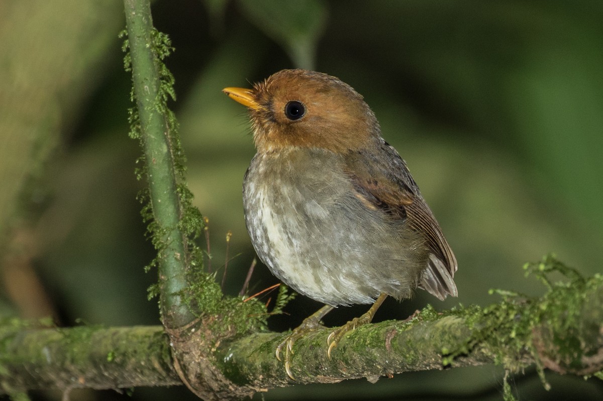 Hooded Antpitta - ML643263366