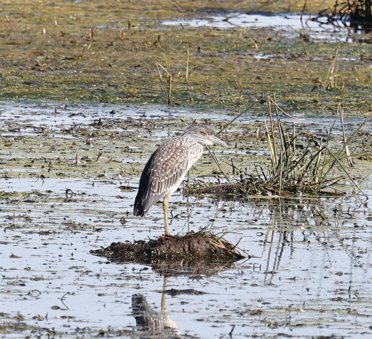 Yellow-crowned Night Heron - ML643263369