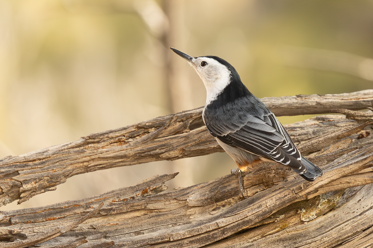 brhlík běloprsý - ML643263370