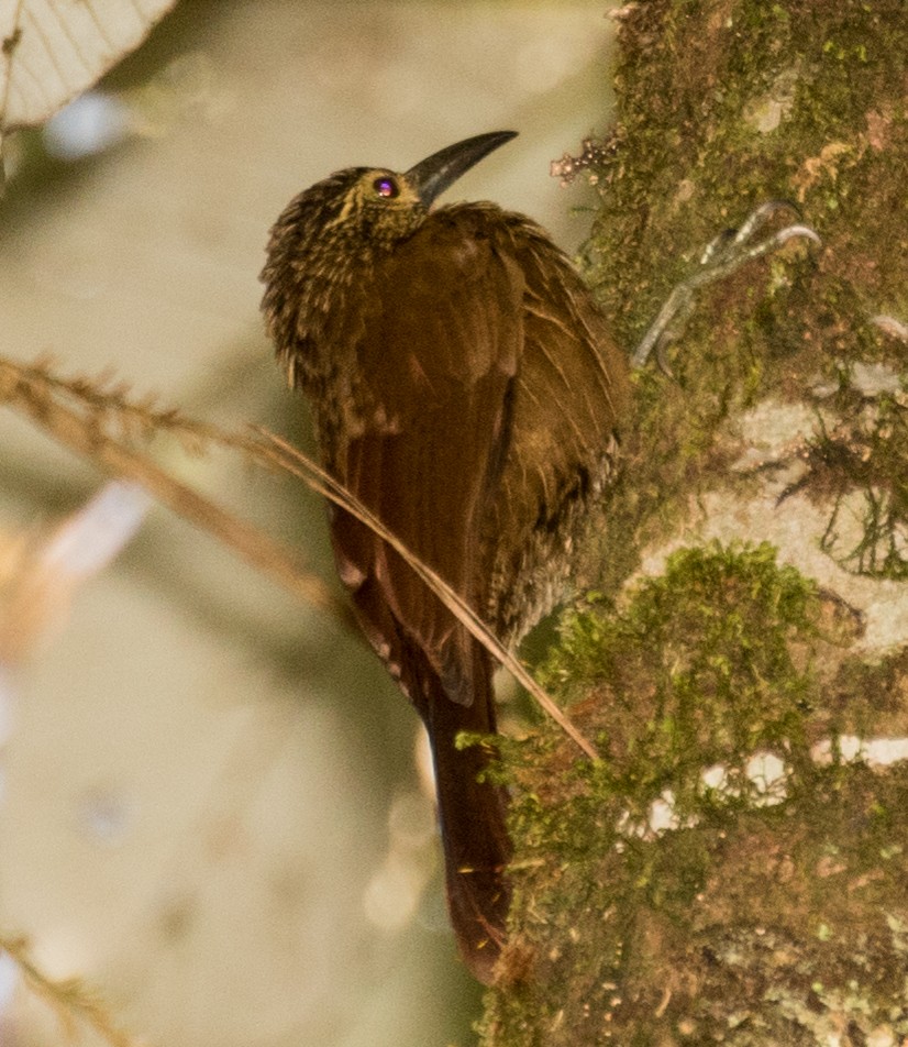 Strong-billed Woodcreeper - ML643263371