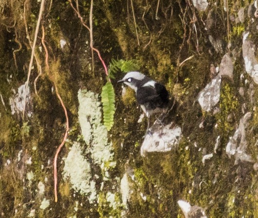 White-capped Dipper - ML643263375