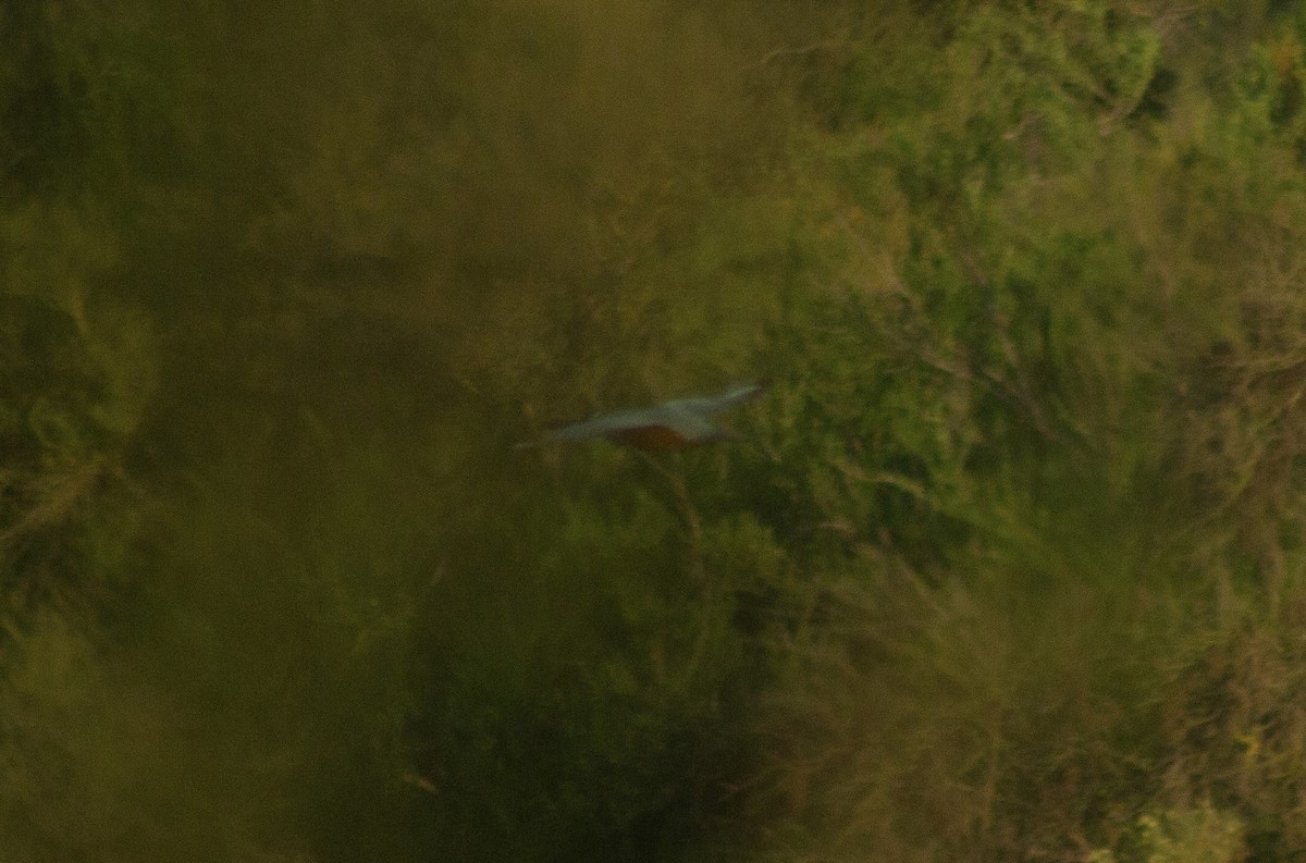 Ringed Kingfisher - ML643263376