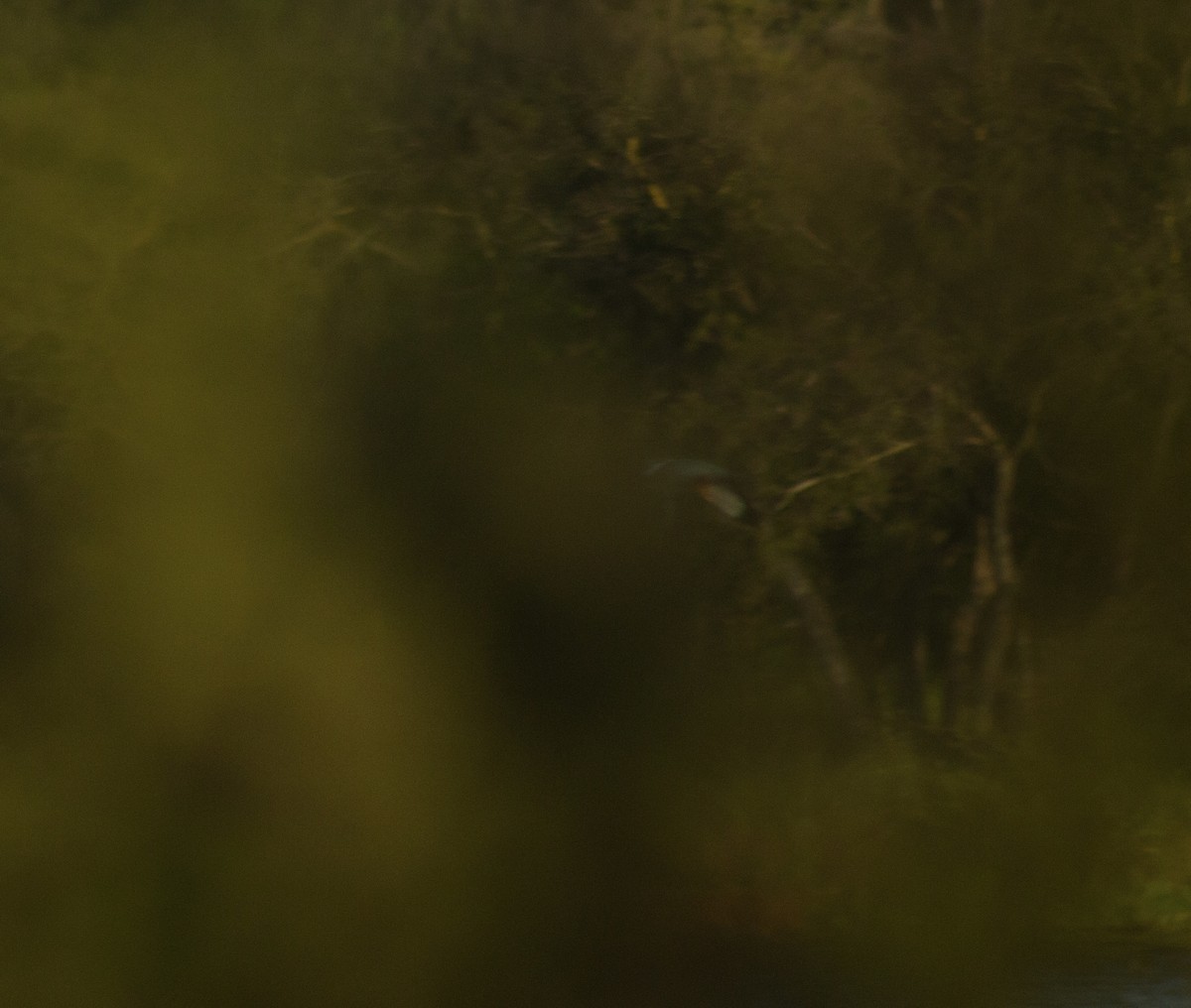 Ringed Kingfisher - ML643263377