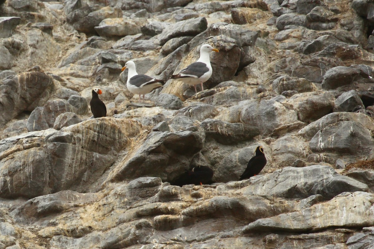 Tufted Puffin - ML643263382