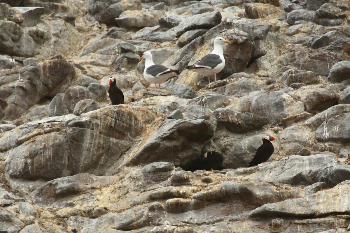 Tufted Puffin - ML643263384
