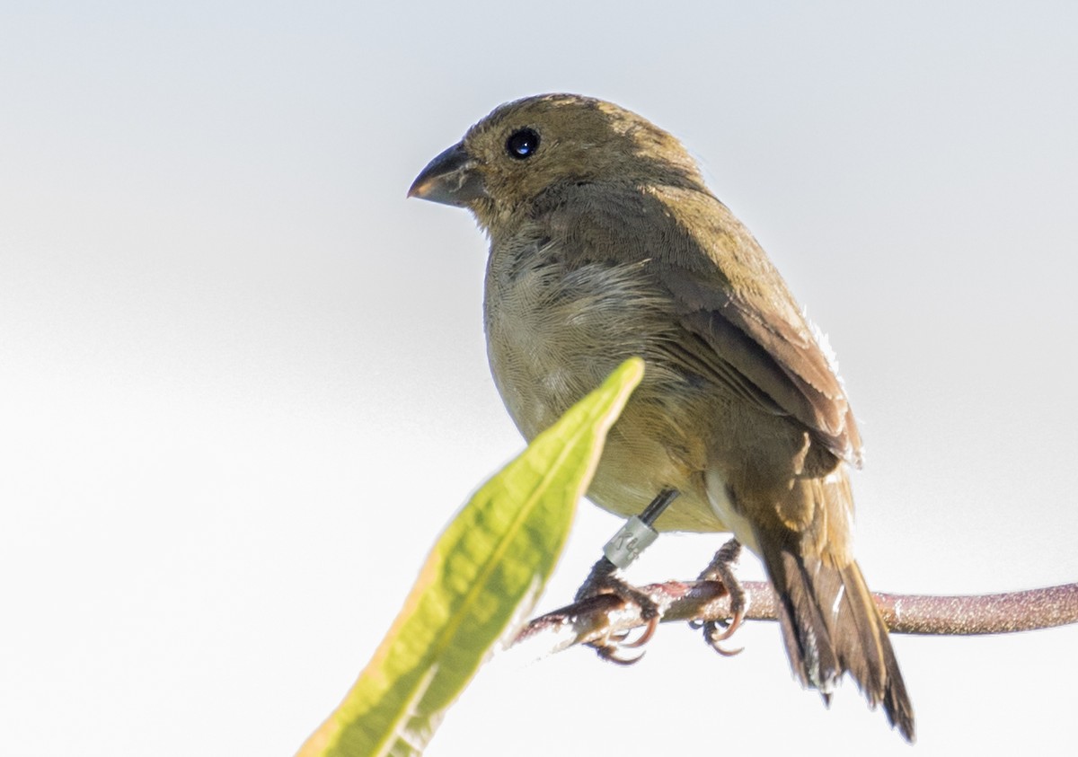 Yellow-bellied Seedeater - ML643263385