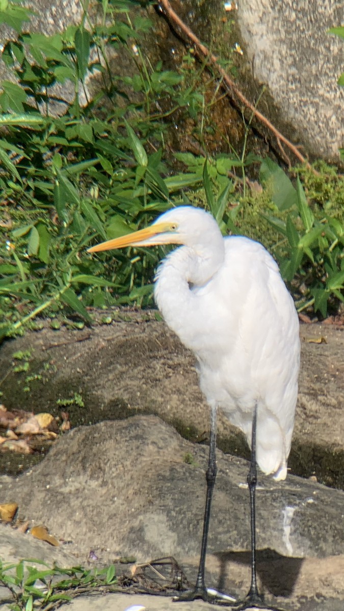 Great Egret - ML643263396