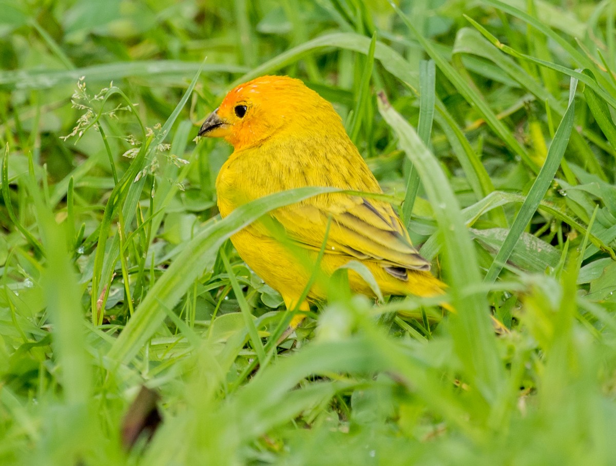 Saffron Finch - ML643263399