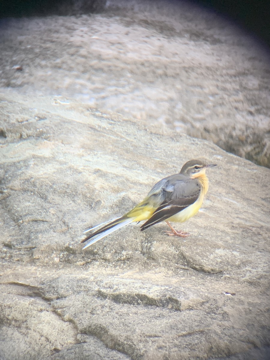 Gray Wagtail - ML643263400