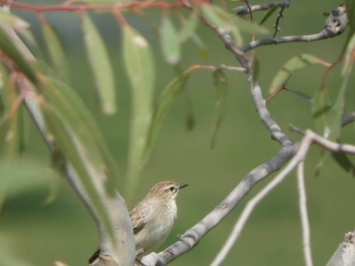 Rufous Songlark - ML643263403
