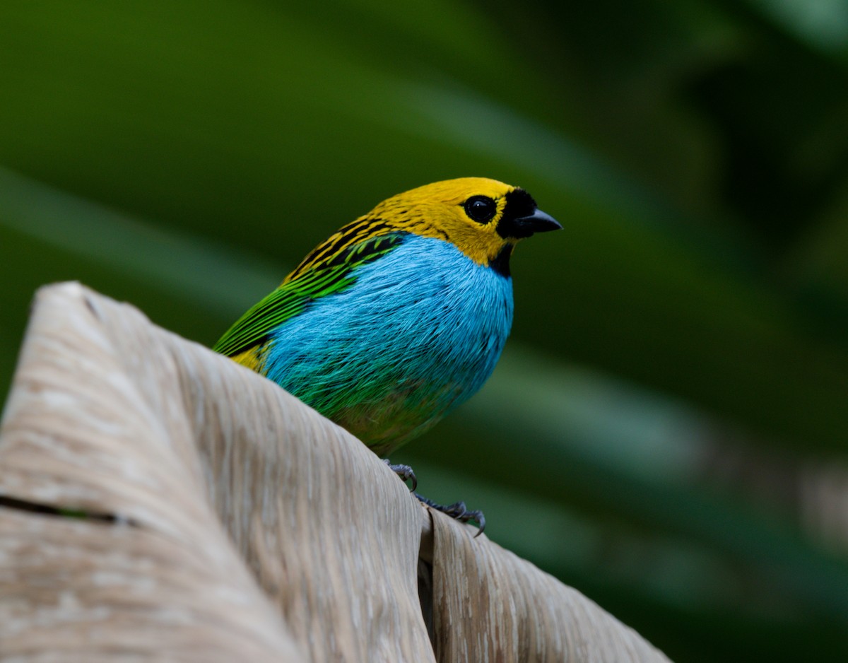 gullsnittanagar - ML643263406