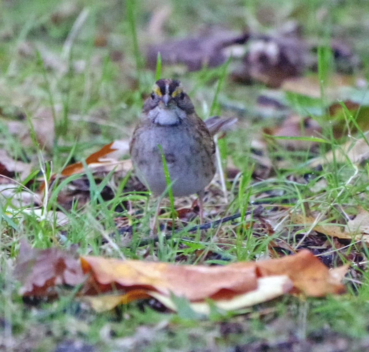 White-throated Sparrow - ML643263413