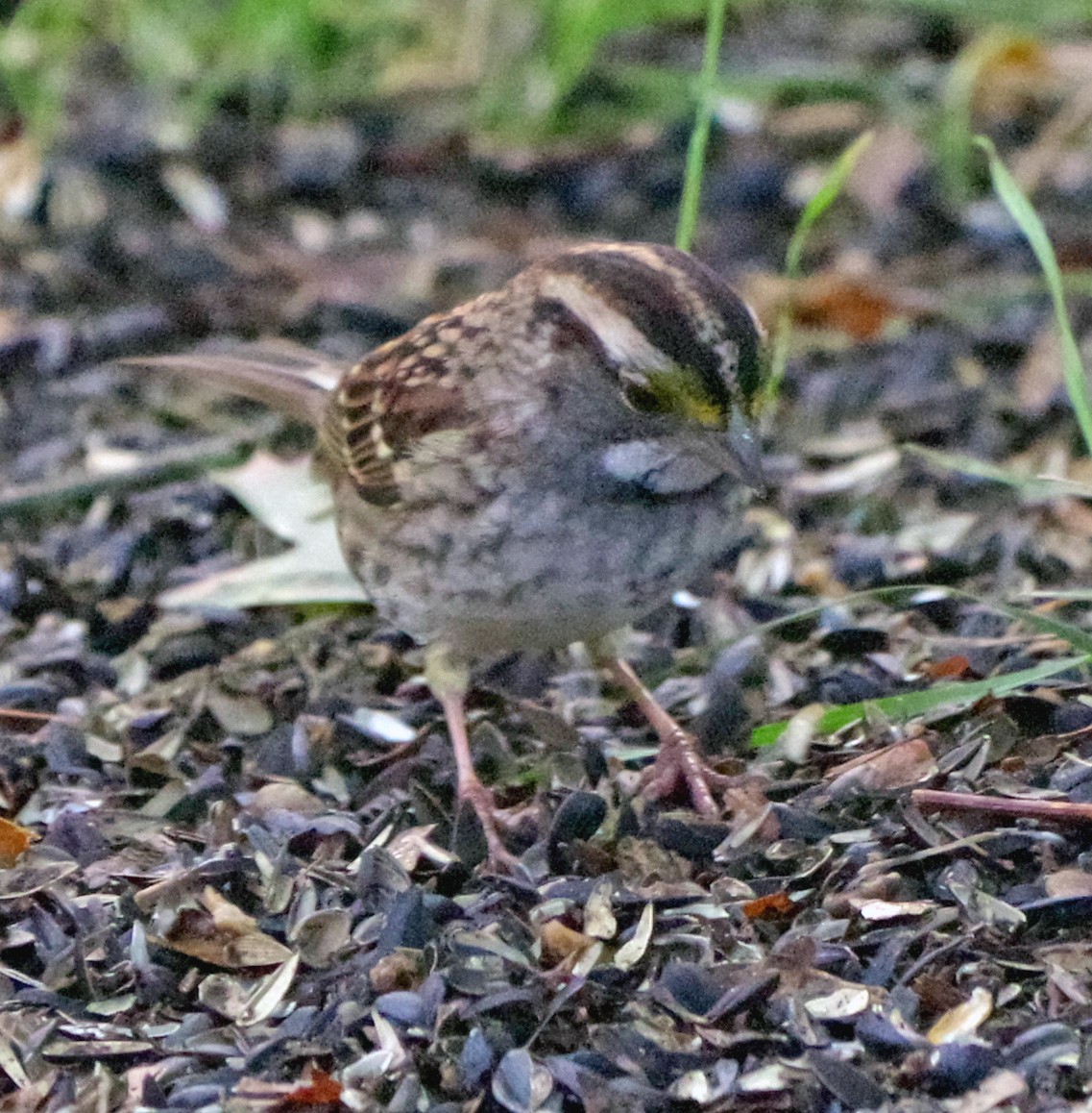 White-throated Sparrow - ML643263414