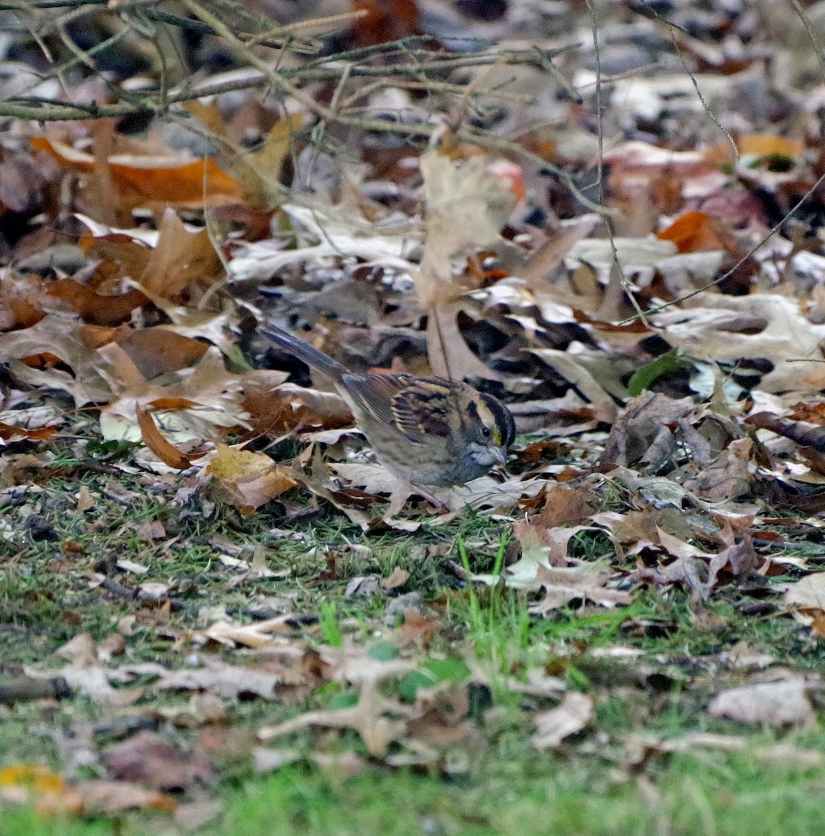 White-throated Sparrow - ML643263415