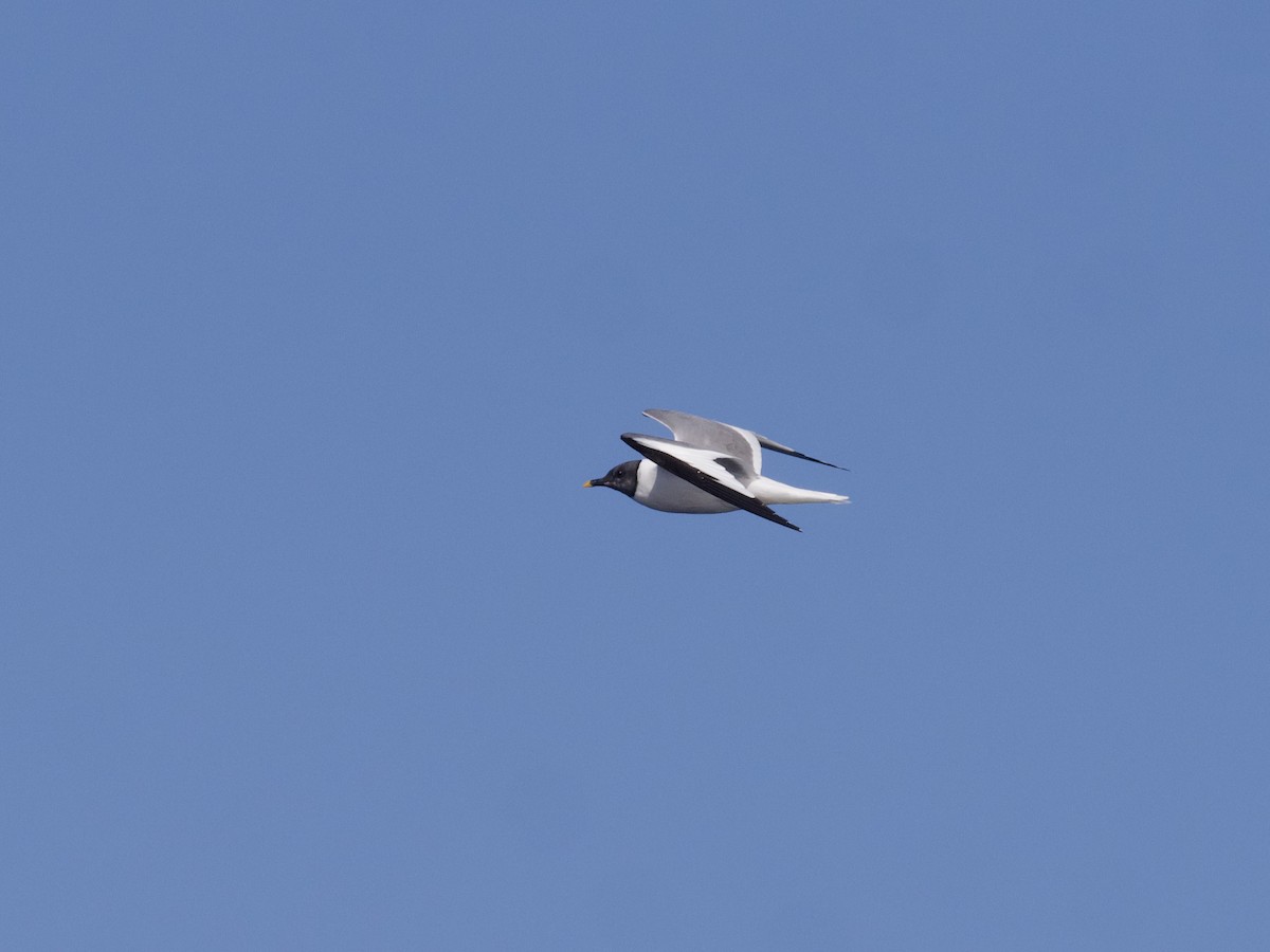 Sabine's Gull - ML643263433