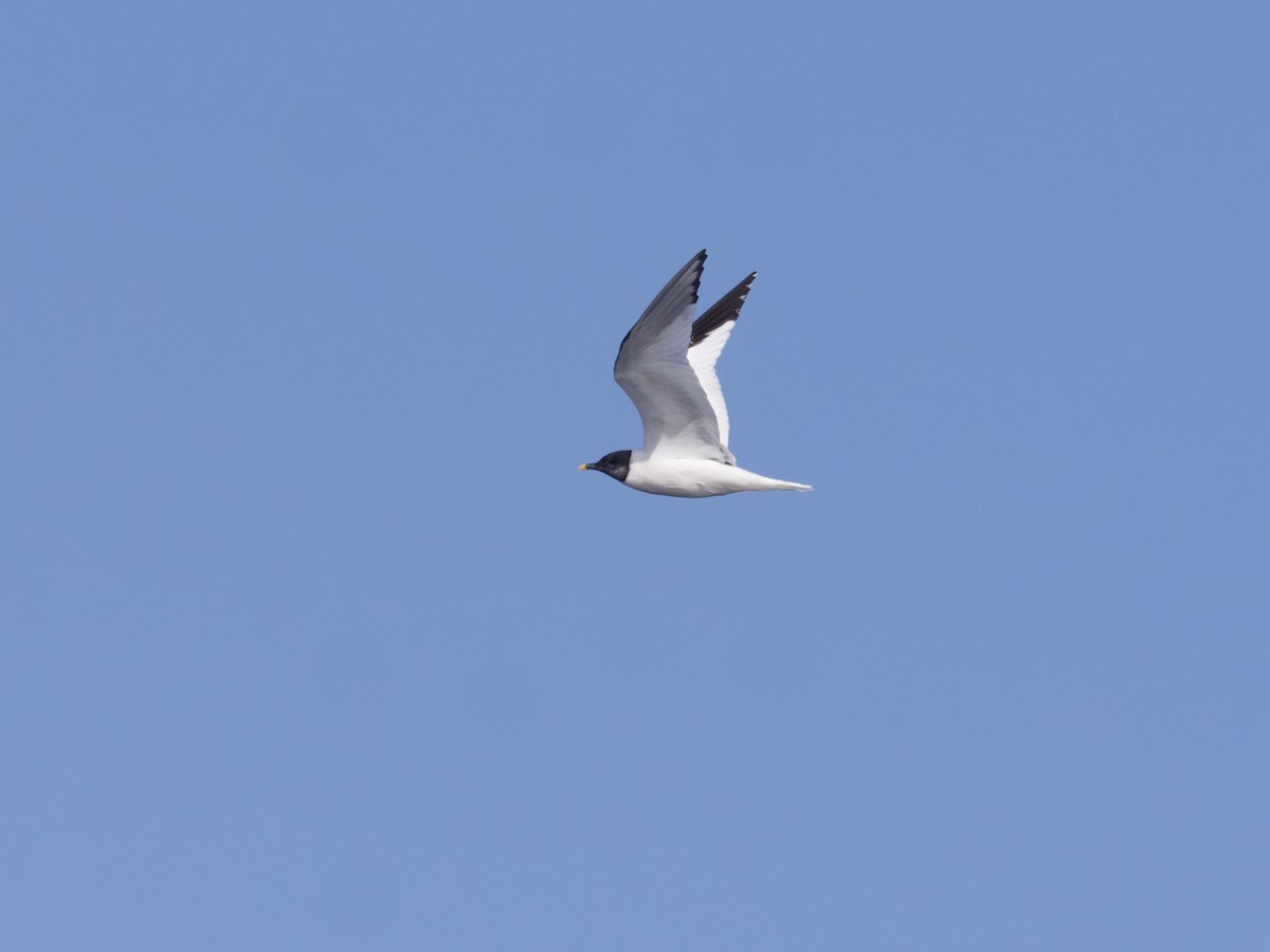 Sabine's Gull - ML643263434