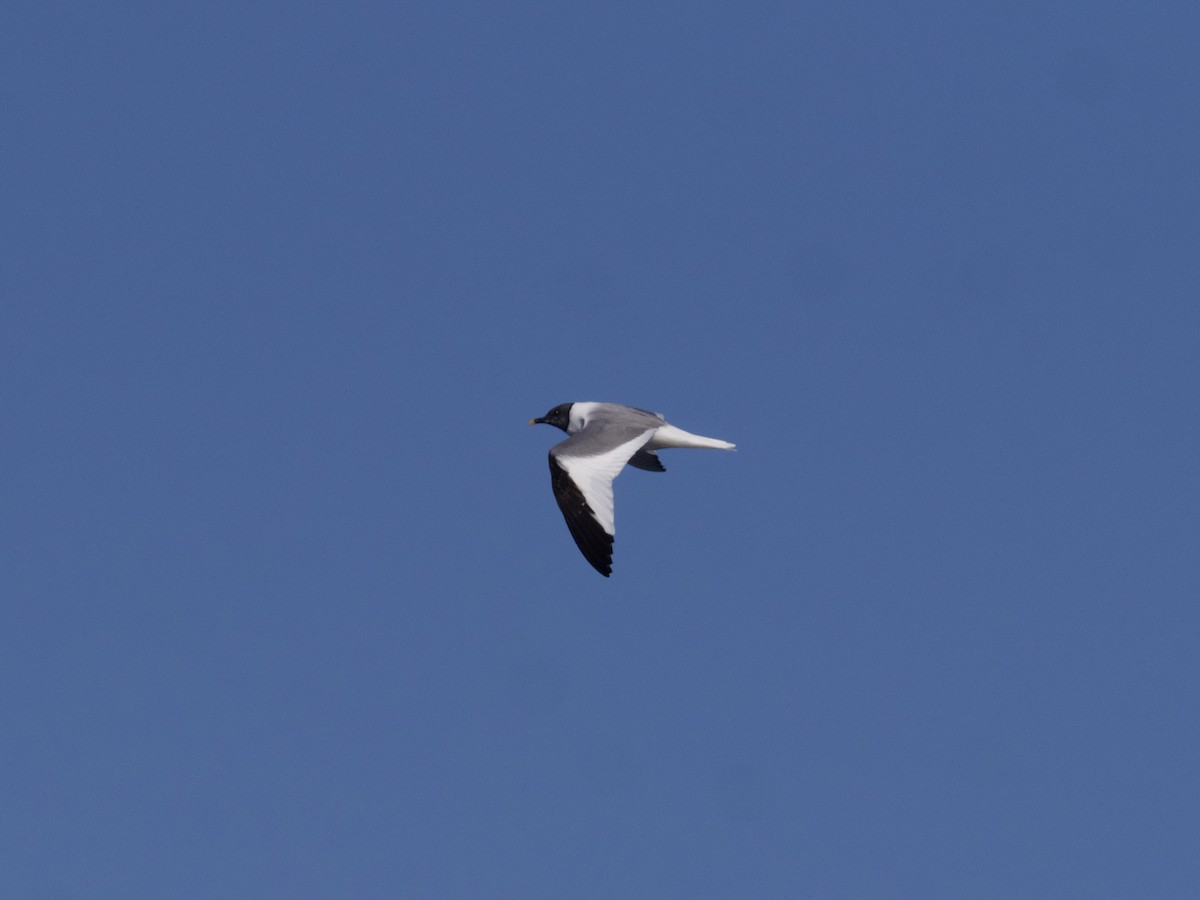 Sabine's Gull - ML643263435