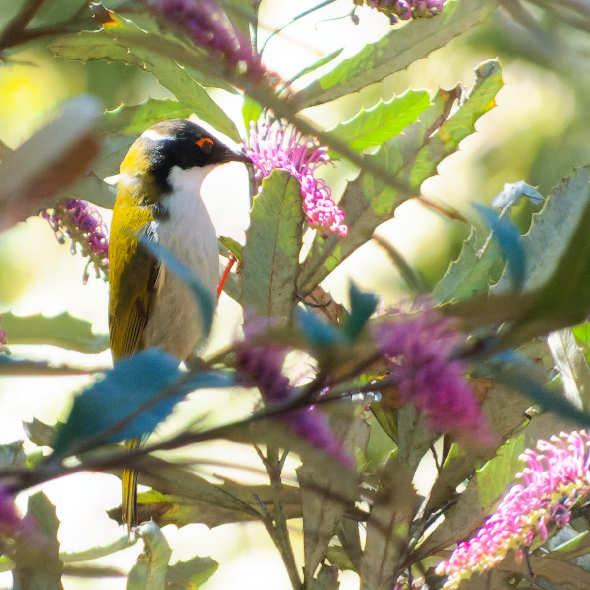 White-naped Honeyeater - ML643263436