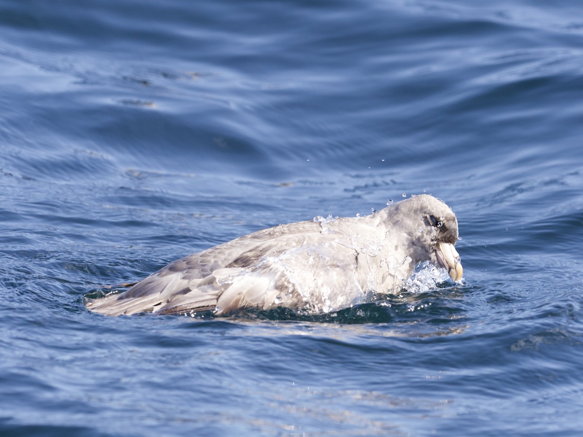 Northern Fulmar - ML643263468
