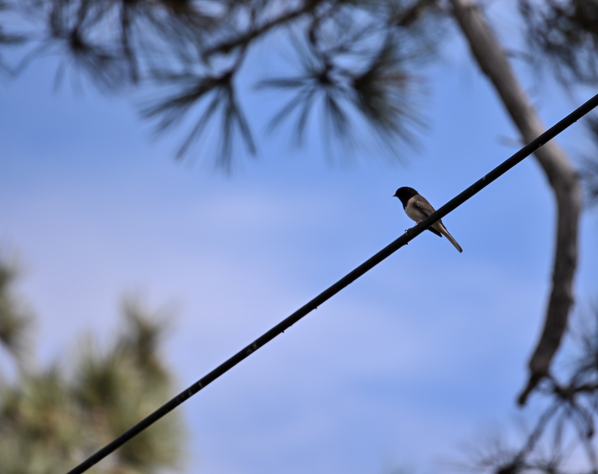Dark-eyed Junco - ML643263469