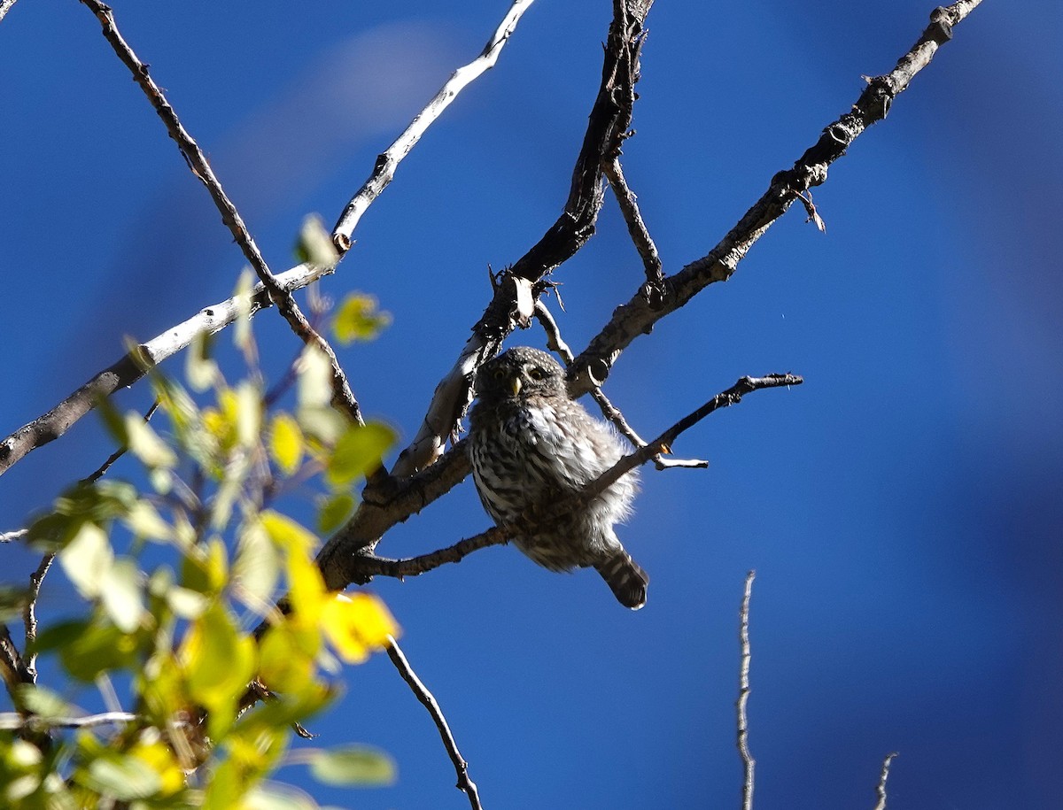 Northern Pygmy-Owl - ML643263473