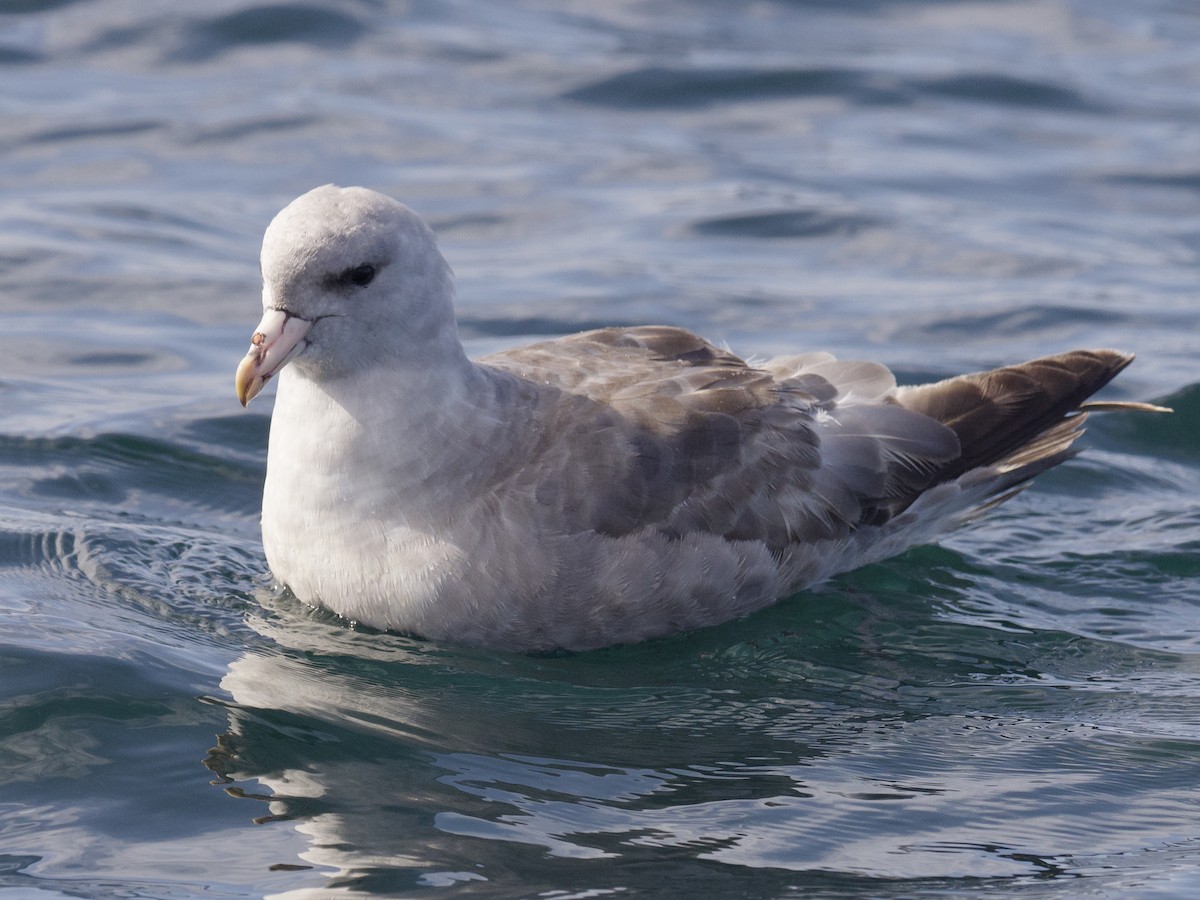 Northern Fulmar - ML643263474