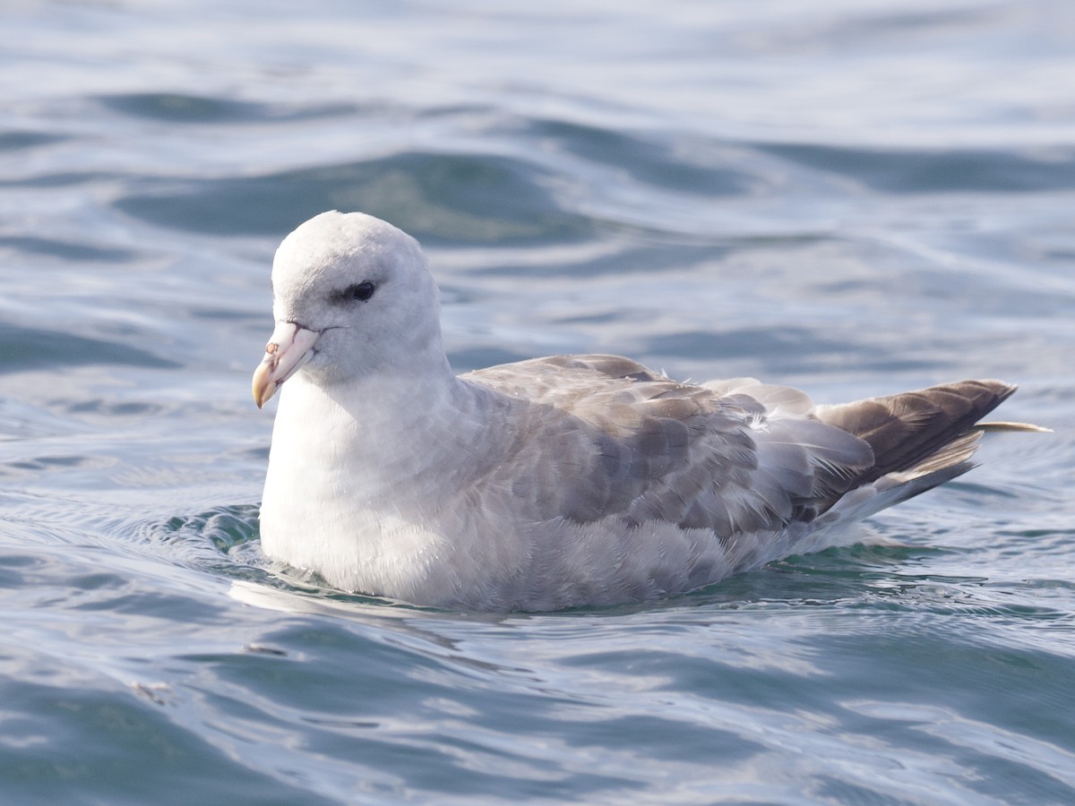 Northern Fulmar - ML643263475